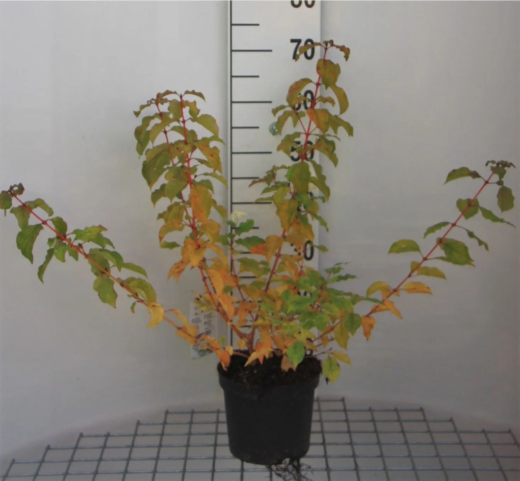 Cornus sanguinea 'Winter Beauty' - pot - 40-60 cm