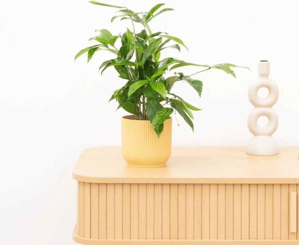 Dracaena Surculosa - 40 cm