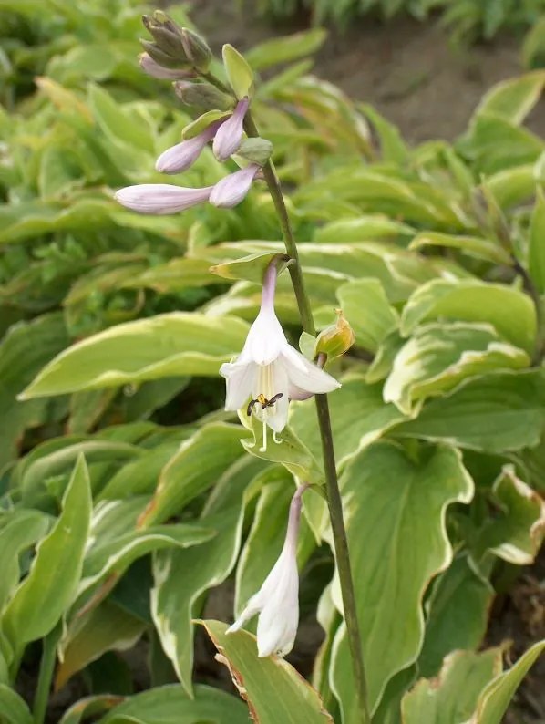 Hosta 'Moerheim' - pot 9x9 cm