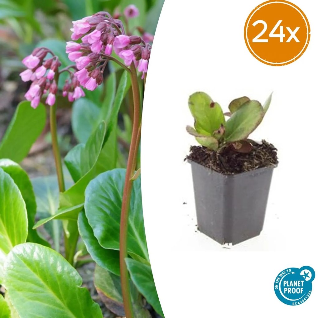 24x Bergenia cordifolia'Herbstblüte'-↕10-25cm - Ø9cm
