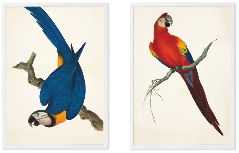 Vintage Parrots van het Natural History Museum set van 2 ingelijste prints A3, groen en blauw