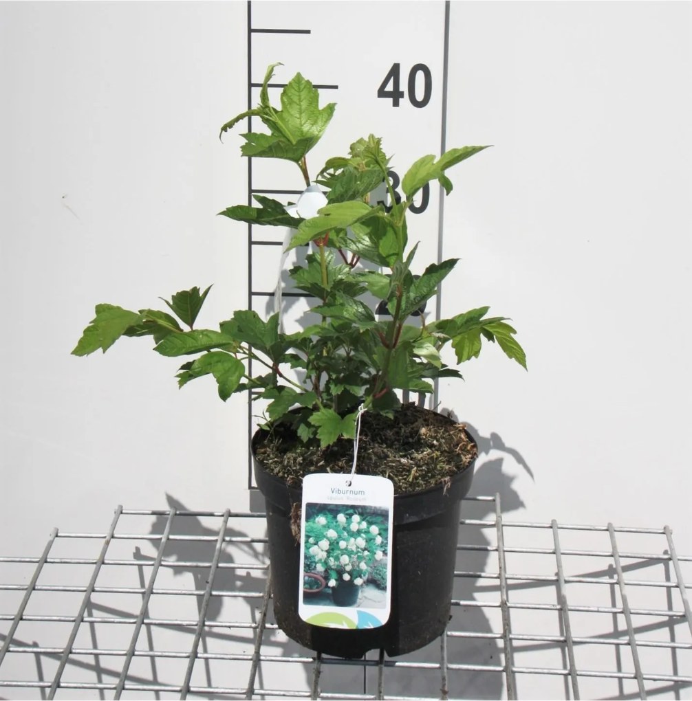 Viburnum opulus 'Roseum' - pot - 40-60 cm -
