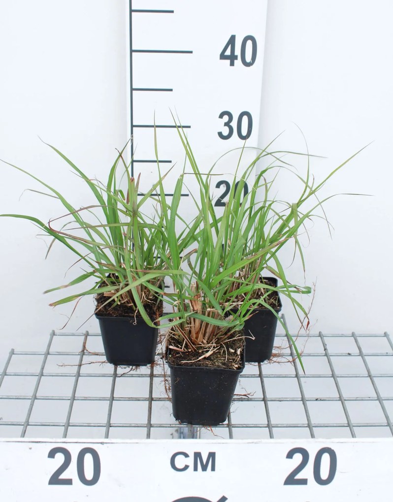 Pennisetum alopecuroides 'Red Head' - pot 9x9 cm