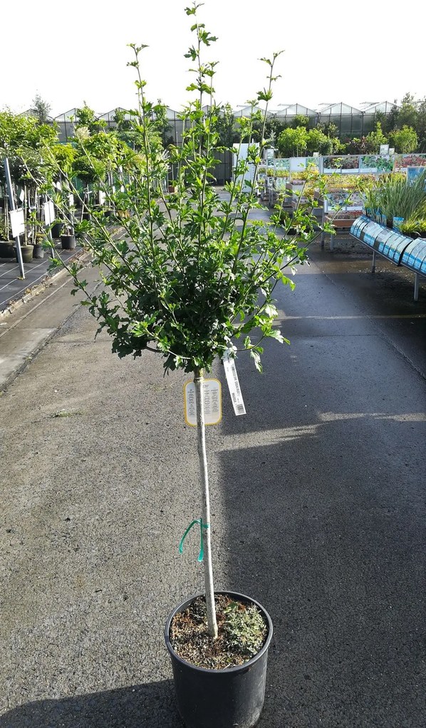 Hibiscus syriacus 'Oiseau Bleu' - pot 15L - halfstam boom