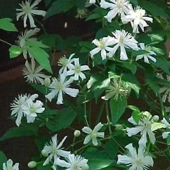 Clematis Summer Snow - Klimplant creme wit Klimplanten van