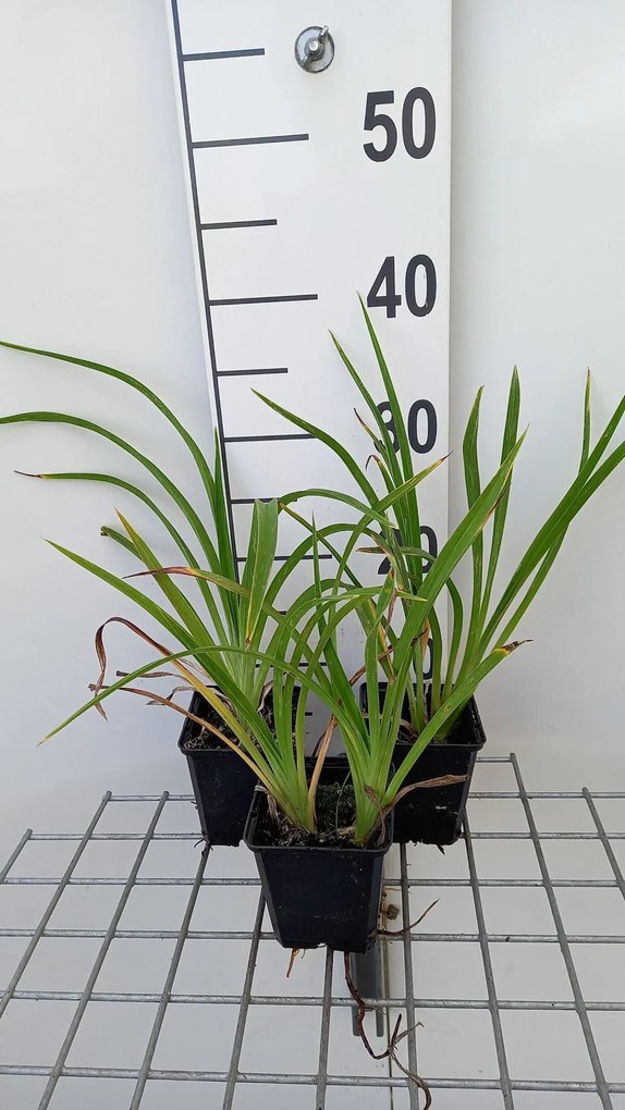 Hemerocallis 'Strawberry Candy' - pot 9x9 cm