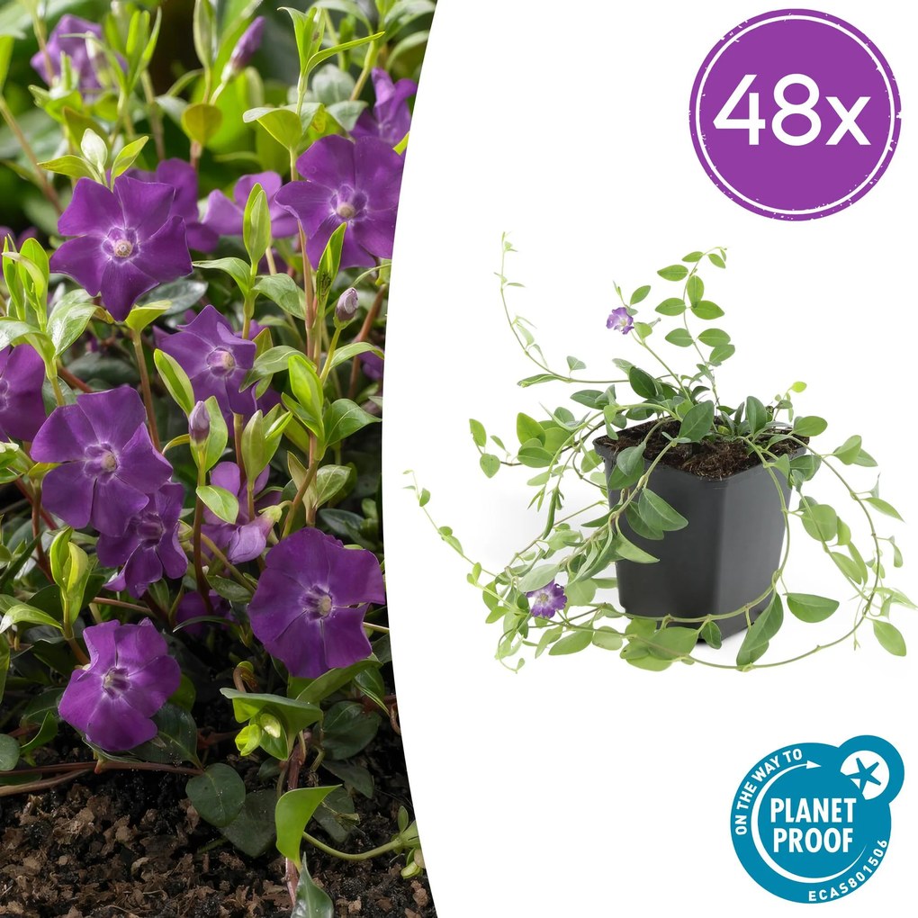 Vinca Minor 'Atropurpurea' - 20cm