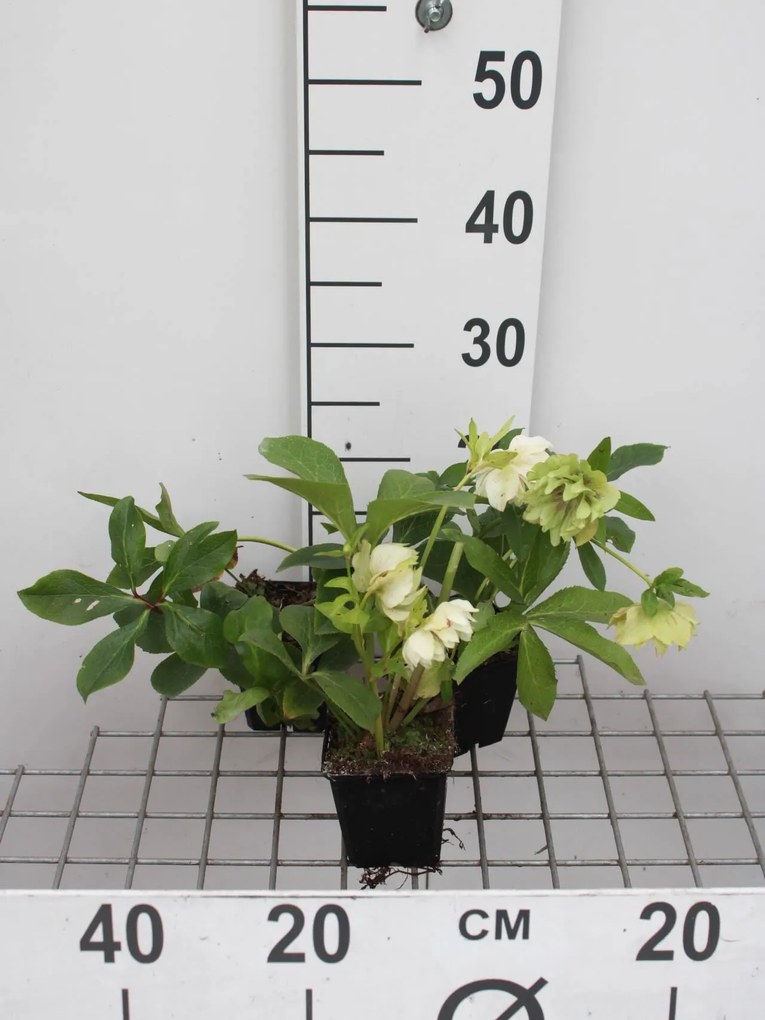 Helleborus orientalis 'Double Ellen White' - pot 9x9 cm -