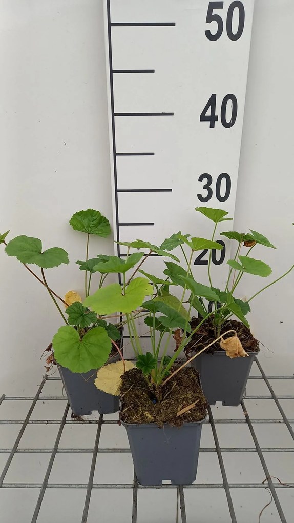 Malva sylvestris - pot 9x9 cm -
