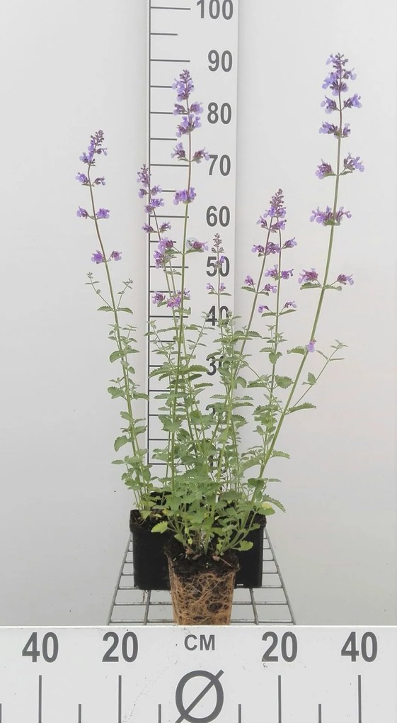 Nepeta 'Walker's Low' - pot 9x9 cm