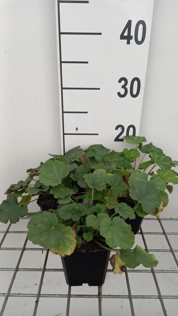 Heuchera sanguinea 'Coral Petite' - pot 9x9 cm