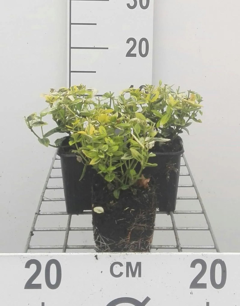 Euonymus fortunei 'Emerald 'n' Gold' - pot 9x9 cm