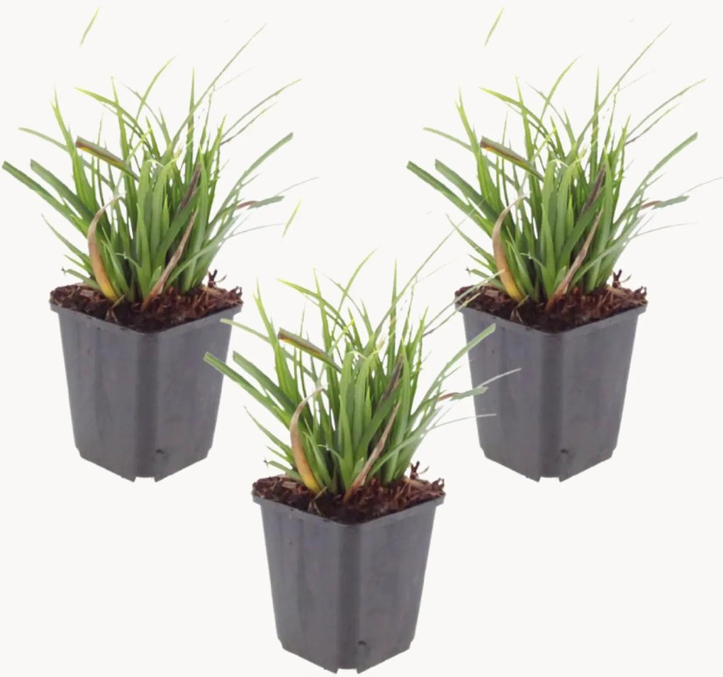 Planten Japanse zegge Carex morrowii, 3-delig