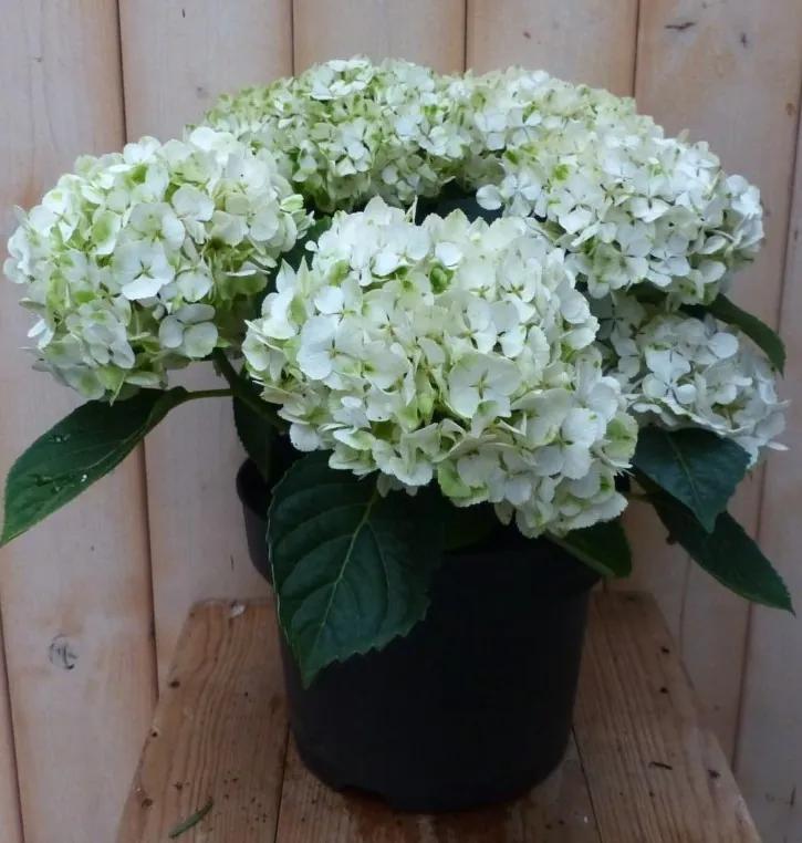 Hortensia Hydrangea wit 40 cm
