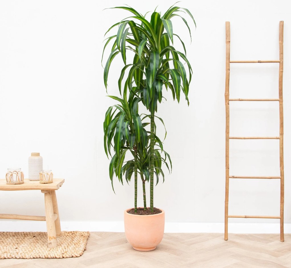 Dracaena Hawaiian Sunshine - 150cm