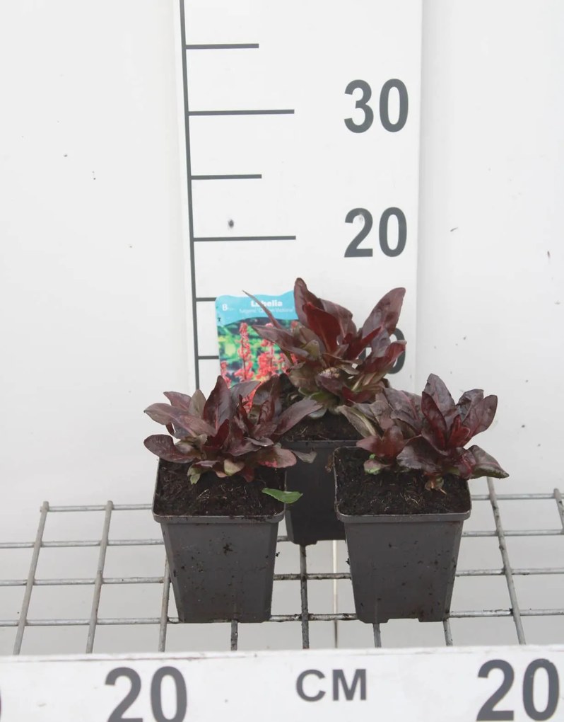 Lobelia 'Queen Victoria' - pot 9x9 cm -