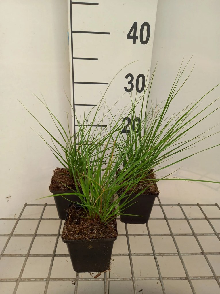Stipa calamagrostis 'Algäu' - pot 9x9 cm