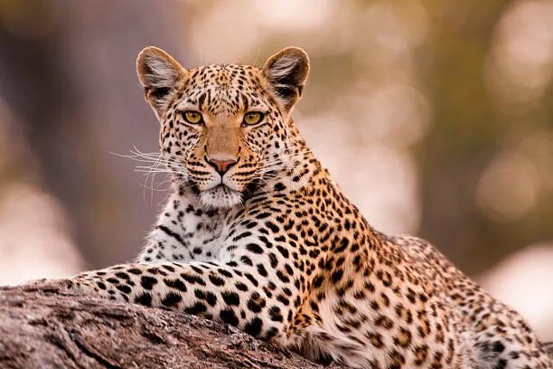 Foto Leopard, Chobe National Park, Botswana, Mint Images/ Art Wolfe