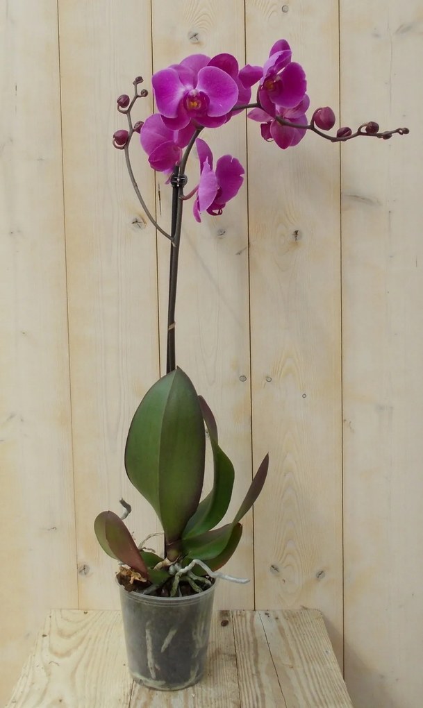 Vlinderorchidee Luxe Tak roze 80 cm