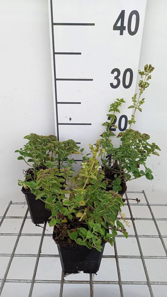 Origanum vulgare 'Hot Spicy' - pot 9x9 cm (Marjolein 'Hot &amp; Spicy')