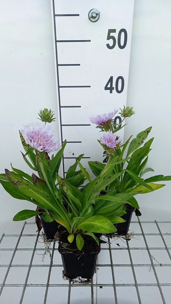 Stokesia laevis - pot 9x9 cm -