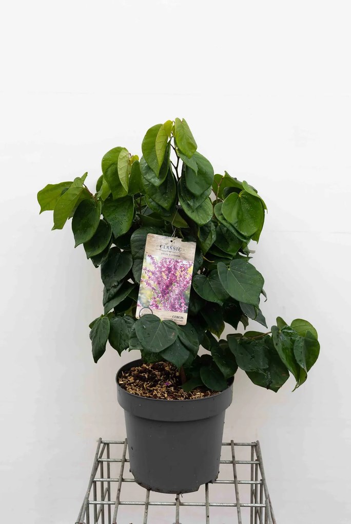 Cercis chinensis 'Avondale' - pot 12L - 60-80 cm