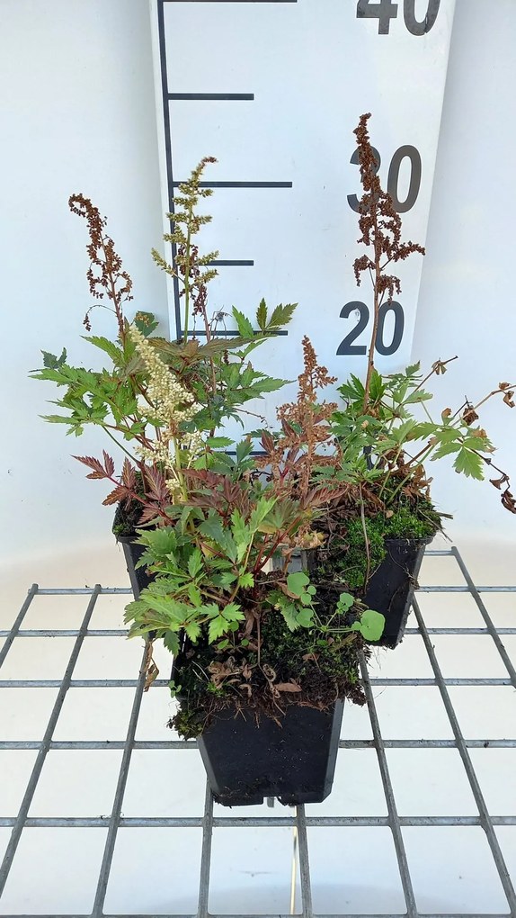 Astilbe 'Irrlicht' - pot 9x9 cm -