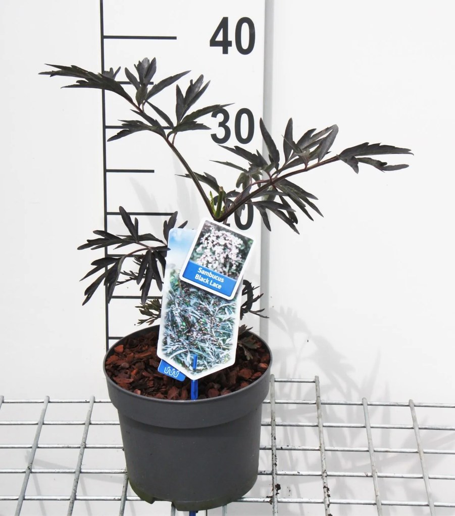 Sambucus nigra'Eva'(Black Lace) - pot - 30-40 cm