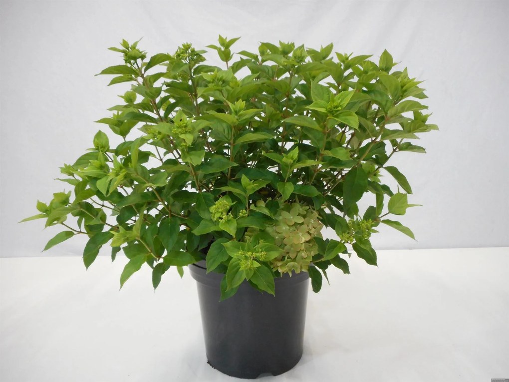 Hydrangea paniculata 'Jane' (Little Lime) - pot 12L - 60-80 cm