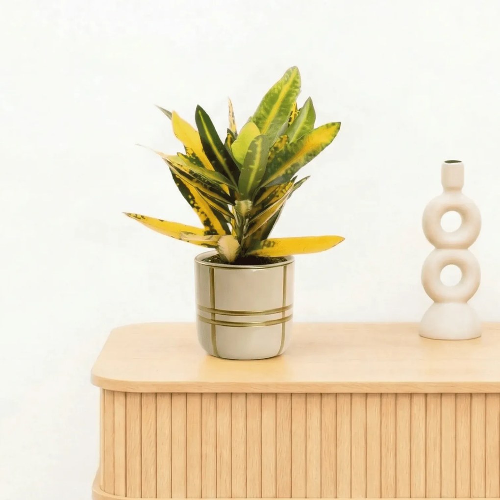 Bambino Croton Sunny star - 20cm