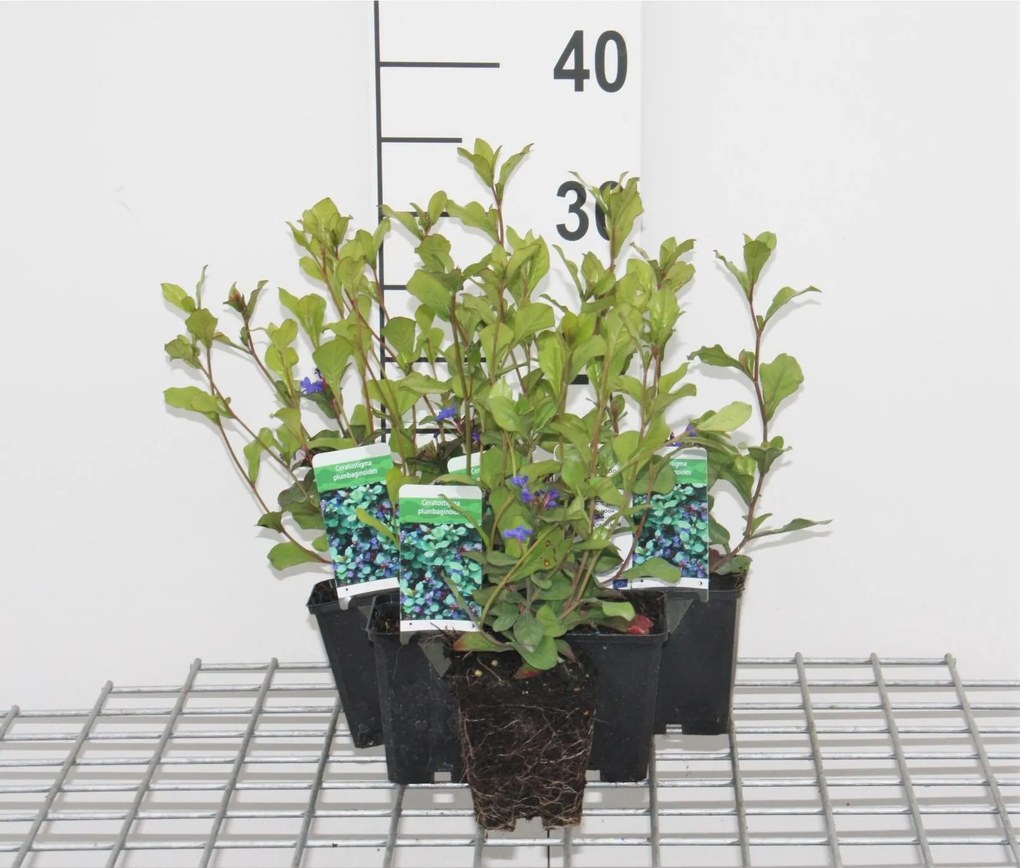 Ceratostigma plumbaginoides - pot 9x9 cm -
