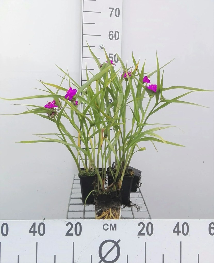 Tradescantia 'Karminglut' - pot 9x9 cm