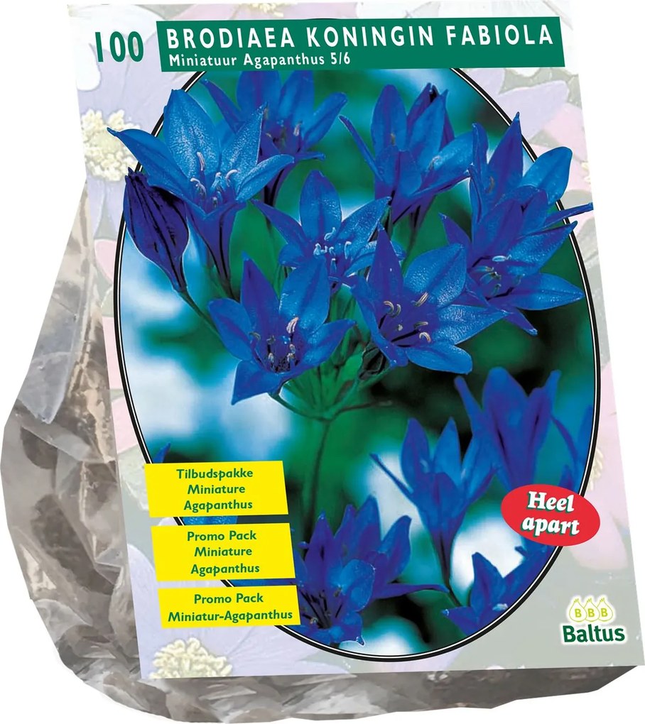 Baltus 'Brodiaea Fabiola' - voorjaarsbloeiers - 100 bollen - Najaarsbloembollen