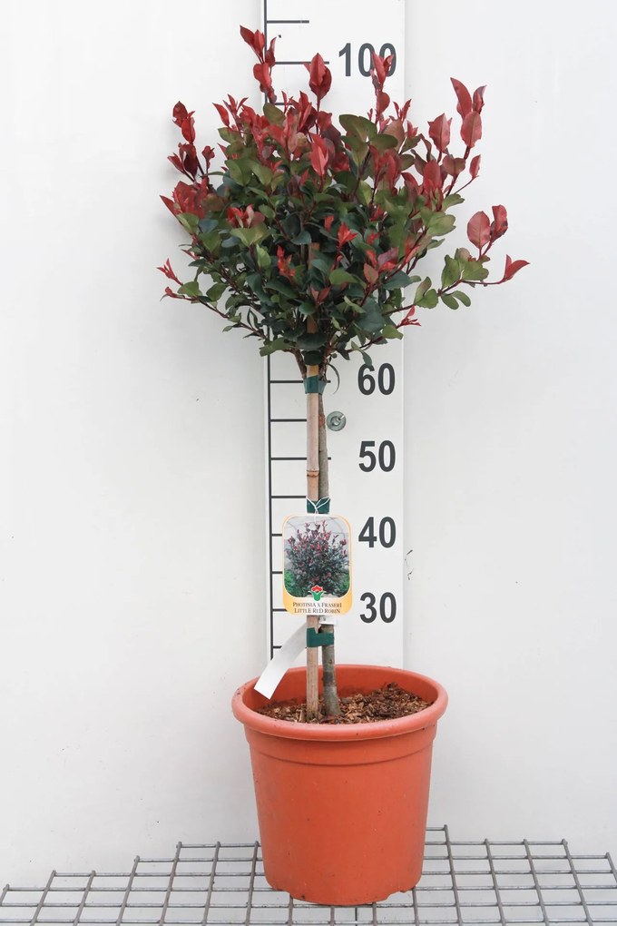 Photinia x fraseri 'Little Red Robin' - pot 9L - geënt op stam