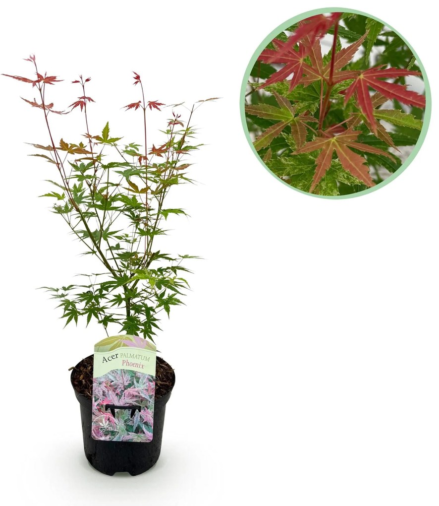 Japanse Esdoorn Phoenix - Roze - 70cm