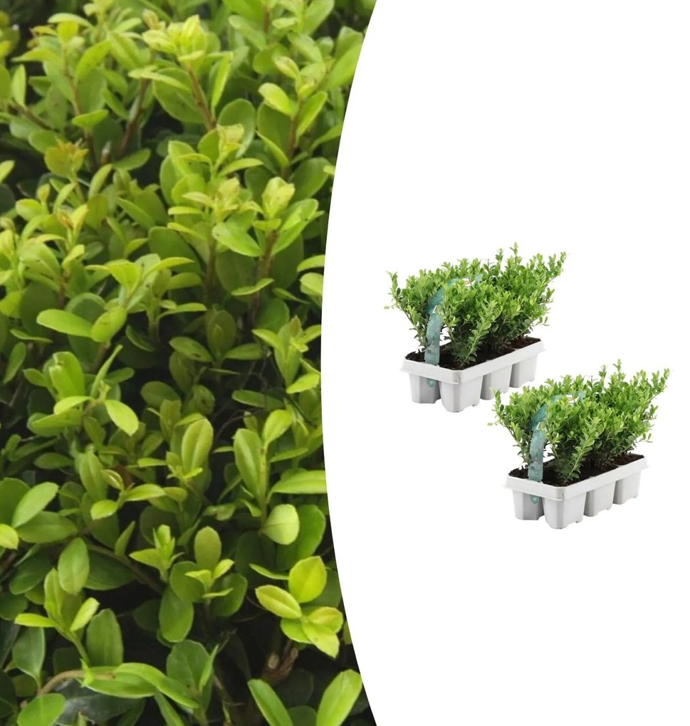 Combideal - pack Ilex Crenata 'Jenny' - 15cm