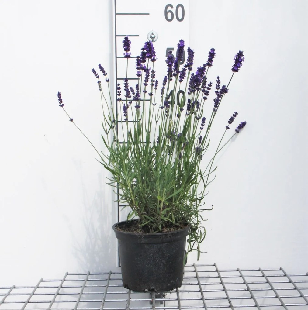 Lavandula angustifolia 'Hidcote' - Lavendel - pot 2L -