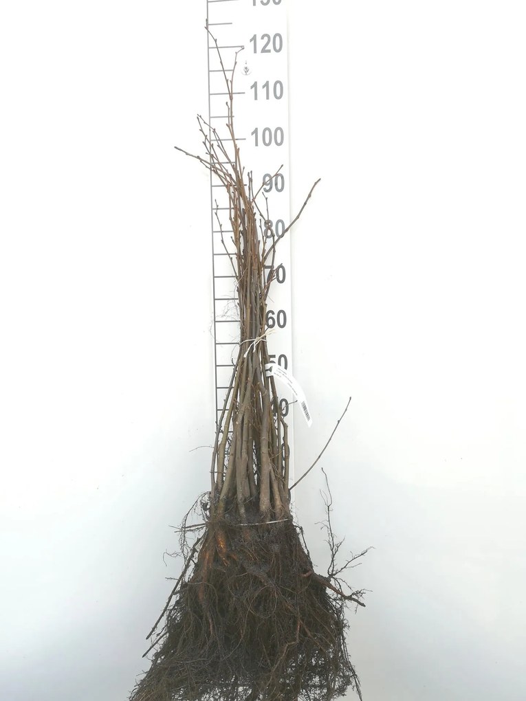 Tilia cordata - blote wortel - 60-90 cm -