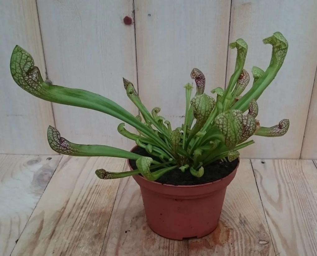 3 stuks! Vleesetende plant Trompetbekerplant Dionaea