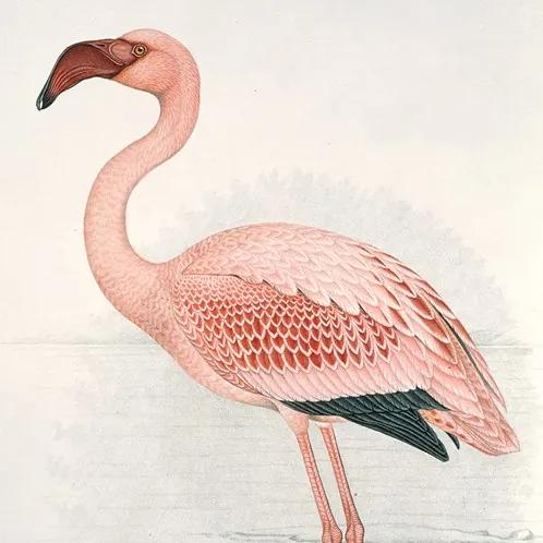 Flamingo Finch-Davies - L - 100 x 140 cm