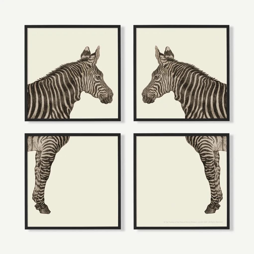 Natural History Museum, 'Vintage Zebra', set van 4 ingelijste prints, 40 x 40 cm