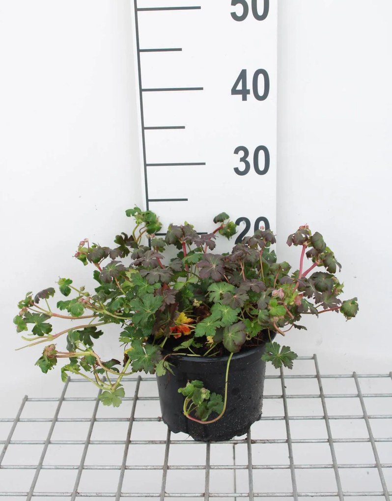 Geranium x cantabrigiense 'St Ola' - pot 2L