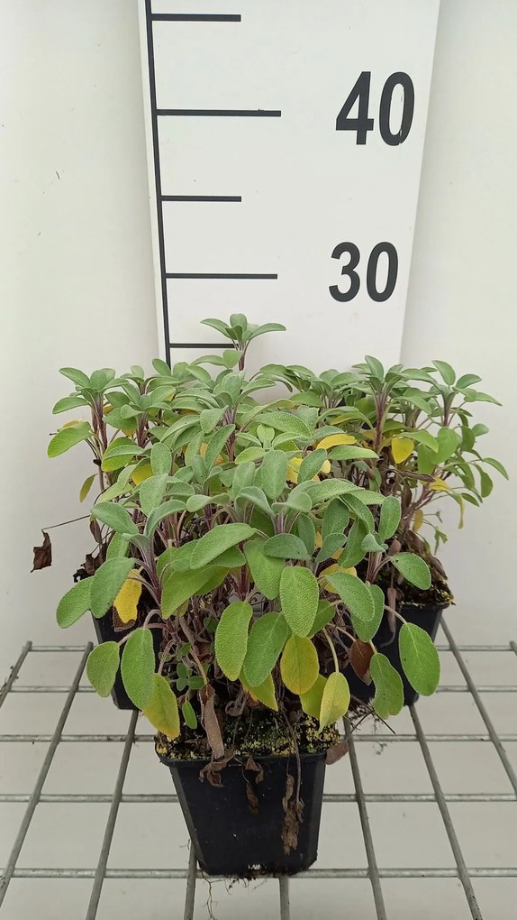 Salvia officinalis 'Growers Friend' - pot 9x9 cm
