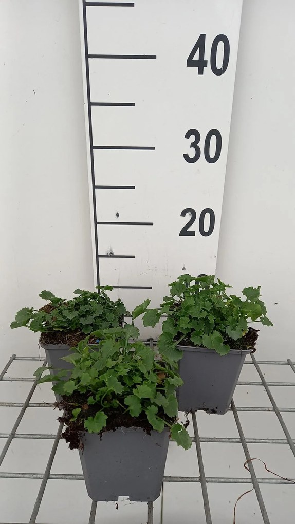 Campanula portenschlagiana 'Catharina' - pot 9x9 cm -
