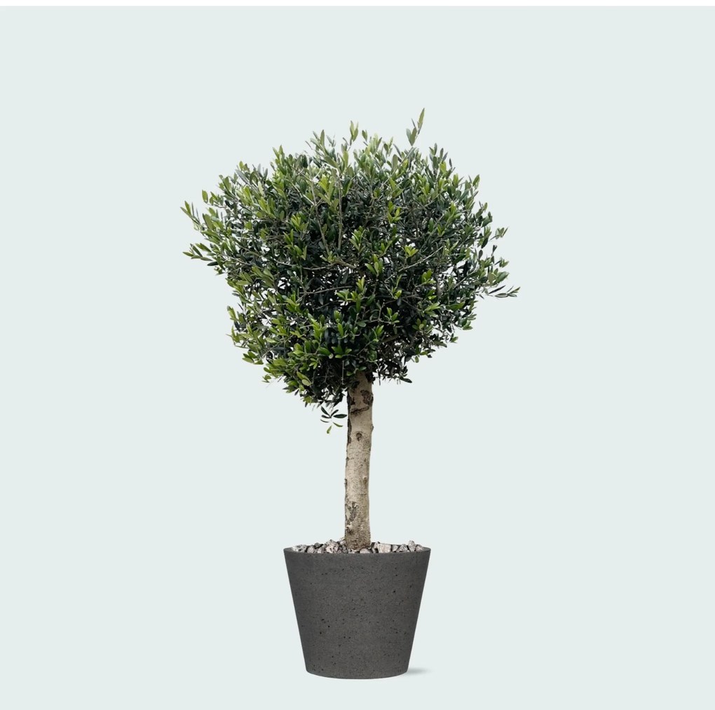 Combi deal - Olea Lorc inclusief Bucket - 180 cm