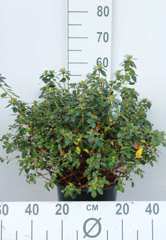 Azalea japonica - wit - pot 10L - 50-60 cm