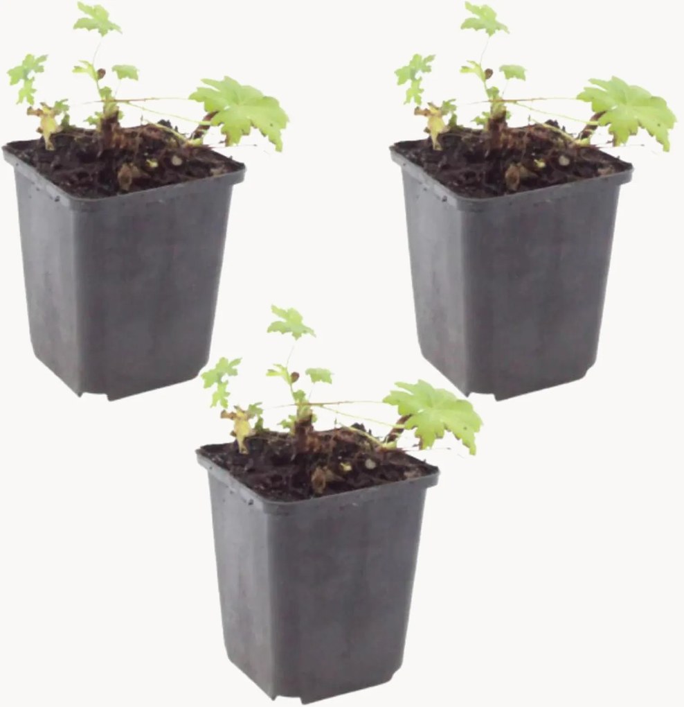 Planten Cranesbill Geranium macrorrhizum White Ness, 3-delig