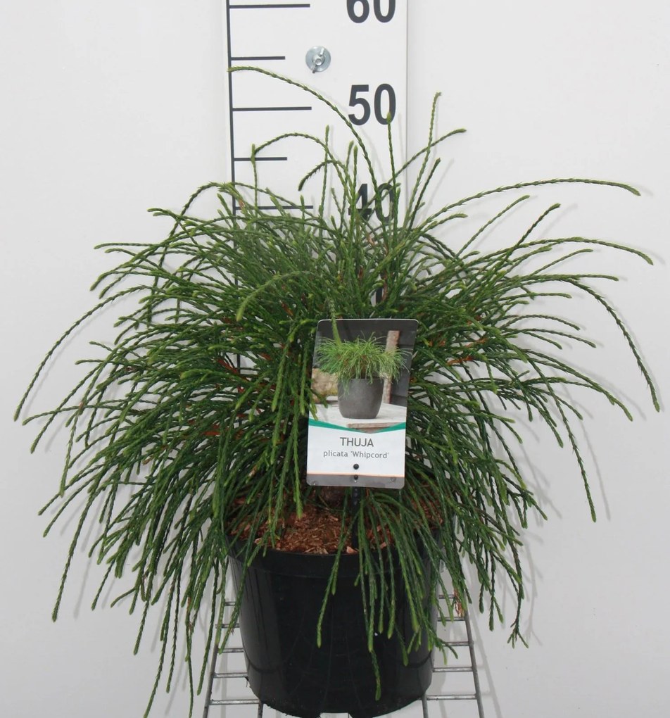 Thuja plicata 'Whipcord' - pot - 25-30 cm -