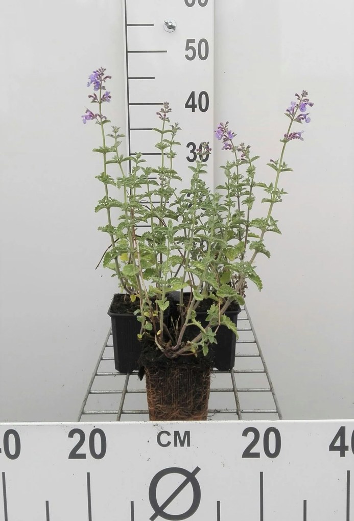 Nepeta 'Six Hills Giant' - pot 9x9 cm -