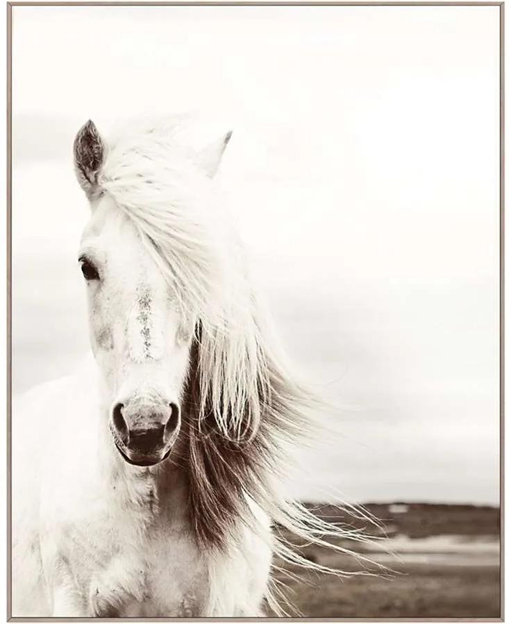 Schilderij Wit Paard - zwart/wit/bruin - 40x50 cm - Leen Bakker